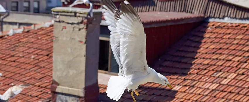 Residential Chimney Animal Removal Solution in Franklin Park, IL